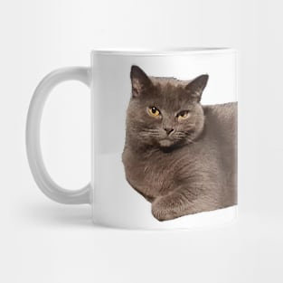 Grey cat resting Mug